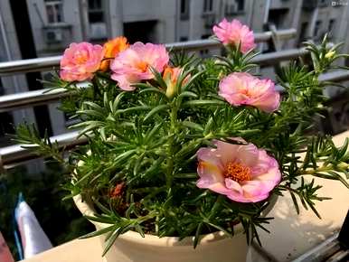 有哪些观花植物？厦门观花植物