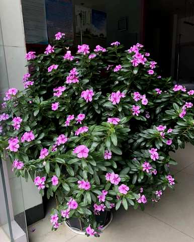 有哪些观花植物？厦门观花植物