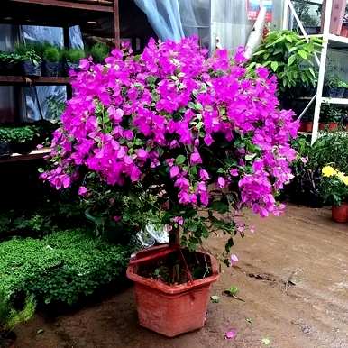 有哪些观花植物？厦门观花植物