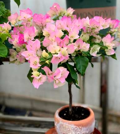 有哪些观花植物？厦门观花植物