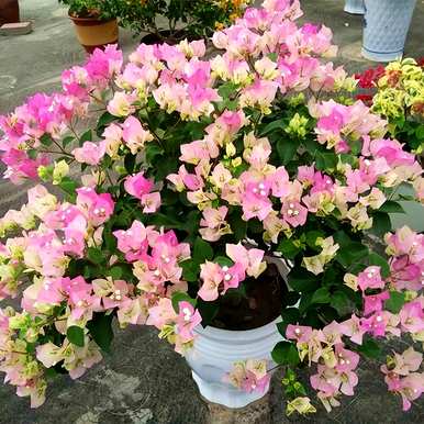 有哪些观花植物？厦门观花植物