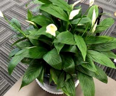 绿植盆栽室内大白掌，白掌适合室内养吗？