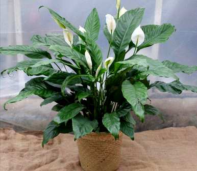 绿植盆栽室内大白掌，白掌适合室内养吗？