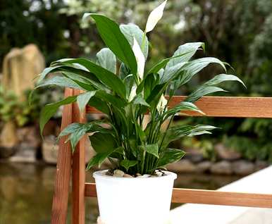 绿植盆栽室内大白掌，白掌适合室内养吗？