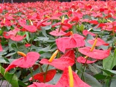 红掌花期有多长，红掌花期花语