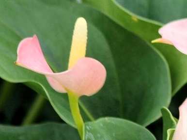 红掌花期有多长，红掌花期花语
