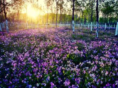 二月兰花籽什么时候种，二月兰花籽每年种一次？