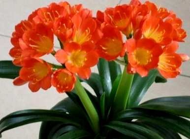 君子兰开花后的茎怎么处理，君子兰从侧面开花怎么处理？