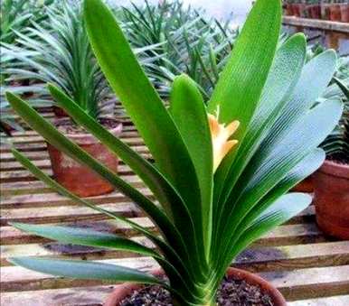 君子兰开花后的茎怎么处理，君子兰从侧面开花怎么处理？