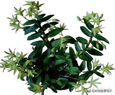 铁皮石斛种植技术和管理，铁皮石斛种植的材料是什么？