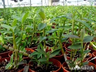 铁皮石斛种植技术和管理，铁皮石斛种植的材料是什么？