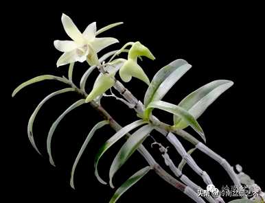 铁皮石斛种植技术和管理，铁皮石斛种植的材料是什么？
