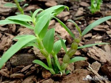 铁皮石斛种植技术和管理，铁皮石斛种植的材料是什么？