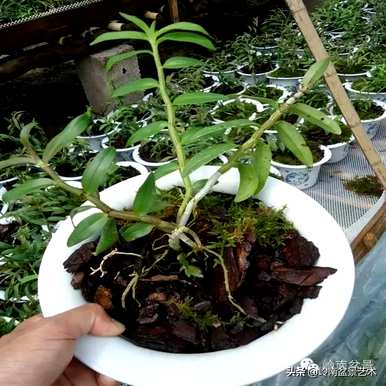 铁皮石斛种植技术和管理，铁皮石斛种植的材料是什么？