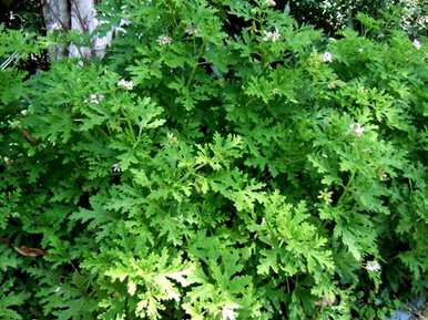 如何养殖驱蚊草，如何养殖驱蚊草香花