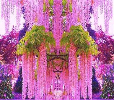 何时播种紫藤花种子，如何播种紫藤花种子