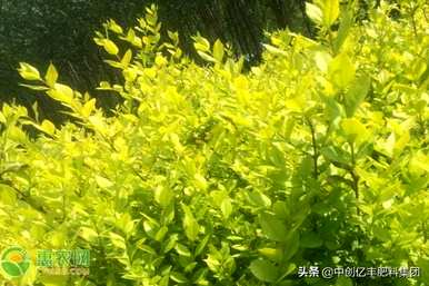 如何种植金叶女贞？
