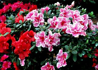 盆栽杜鹃花好活吗？杜鹃花盆栽怎么养？