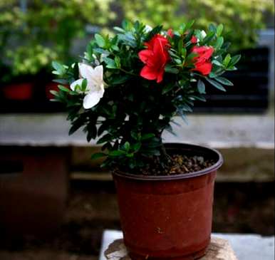 盆栽杜鹃花好活吗？杜鹃花盆栽怎么养？
