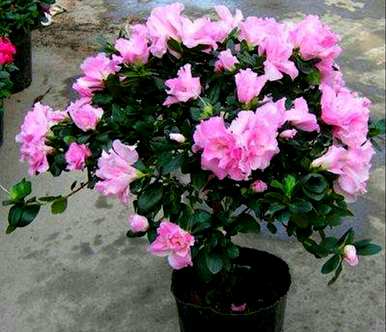 盆栽杜鹃花好活吗？杜鹃花盆栽怎么养？