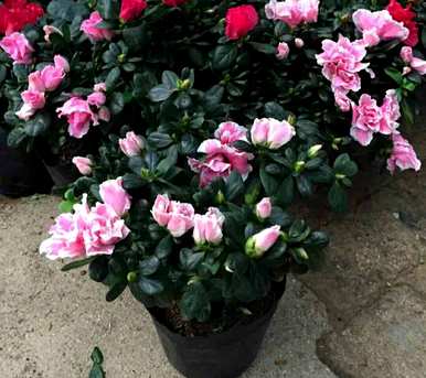盆栽杜鹃花好活吗？杜鹃花盆栽怎么养？