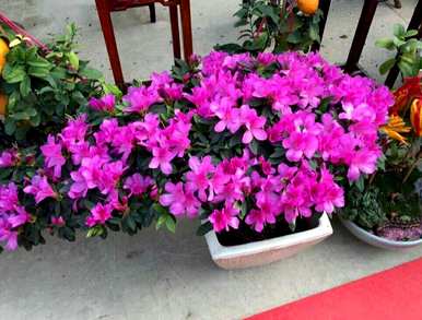 盆栽杜鹃花好活吗？杜鹃花盆栽怎么养？