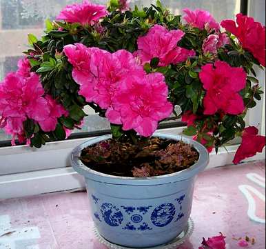 盆栽杜鹃花好活吗？杜鹃花盆栽怎么养？