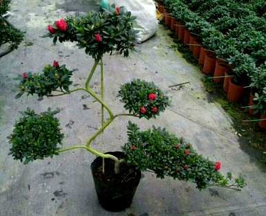 盆栽杜鹃花好活吗？杜鹃花盆栽怎么养？