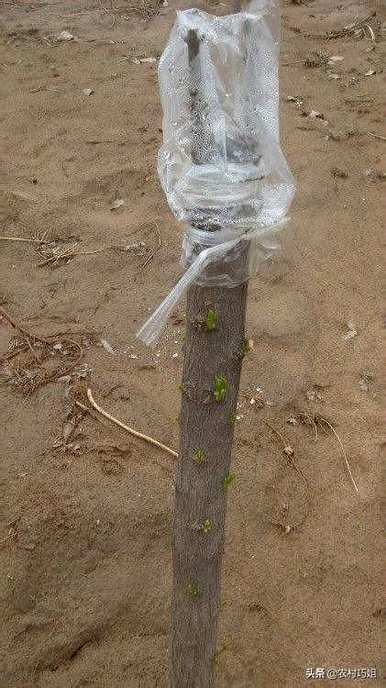 桃树什么时候嫁接最好，桃树什么时候嫁接最好最快？