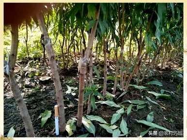 桃树什么时候嫁接最好，桃树什么时候嫁接最好最快？
