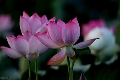 睡莲花语代表什么意思，家养睡莲的寓意和花语
