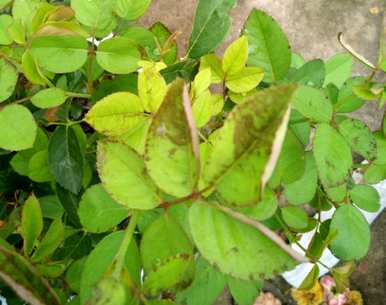 新买的月季花叶子发黄脱落，月季花叶子发黄怎么了？