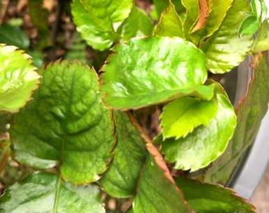 新买的月季花叶子发黄脱落，月季花叶子发黄怎么了？
