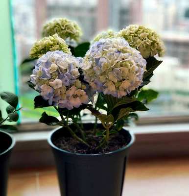 绣球花怎么养才能更旺盛，绣球花怎么养才能更旺盛？