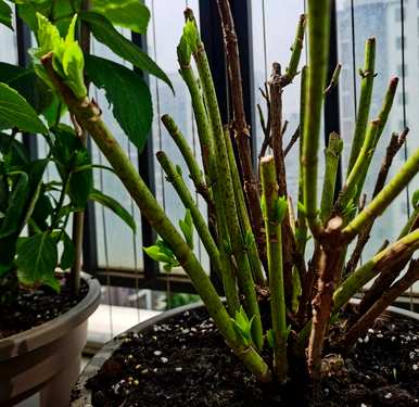 绣球花怎么养才能更旺盛，绣球花怎么养才能更旺盛？