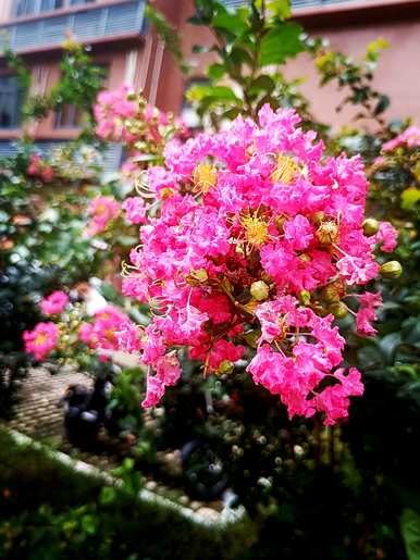 什么是紫薇花语，什么是紫薇花语？