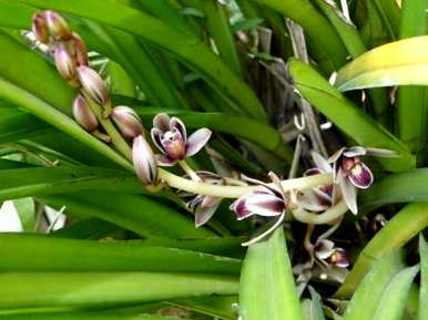 硬叶兰怎么养才能开花？硬叶剑兰开花香吗？