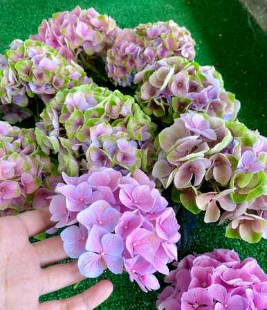 绣球花怎么养才能更旺盛，绣球花怎么养才能更旺盛？