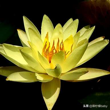 睡莲的特点是什么？暹罗美人睡莲的特点是什么？