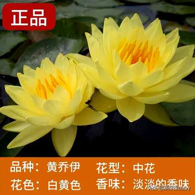 睡莲的特点是什么？暹罗美人睡莲的特点是什么？