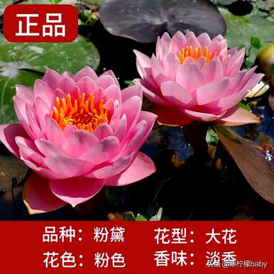 睡莲的特点是什么？暹罗美人睡莲的特点是什么？