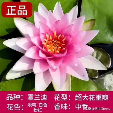 睡莲的特点是什么？暹罗美人睡莲的特点是什么？