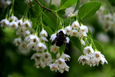 野茉莉是什么植物，野茉莉是什么花