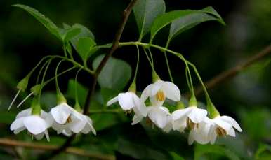 野茉莉是什么植物，野茉莉是什么花