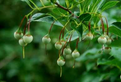 野茉莉是什么植物，野茉莉是什么花
