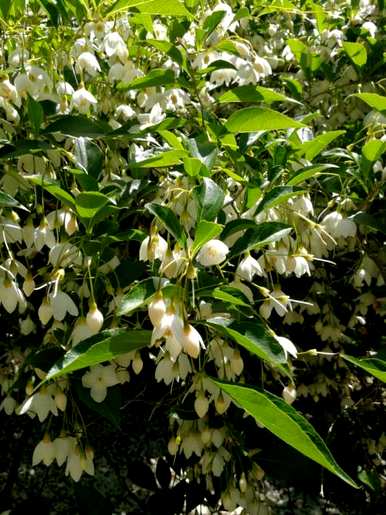 野茉莉是什么植物，野茉莉是什么花