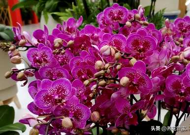 好看的蝴蝶兰品种有哪些？介绍蝴蝶兰圣诞老人品种