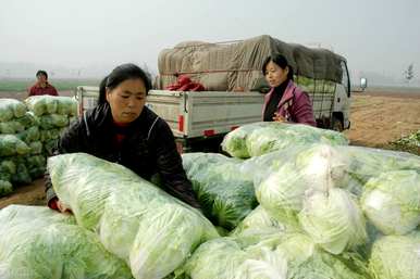 大白菜怎么种，大白菜怎么种防杂草视频