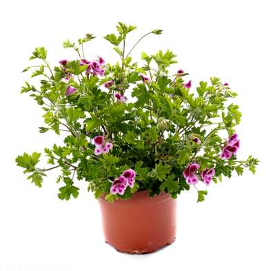 怎样养驱蚊草才能长得快，怎样养驱蚊草？