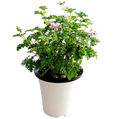 怎样养驱蚊草才能长得快，怎样养驱蚊草？